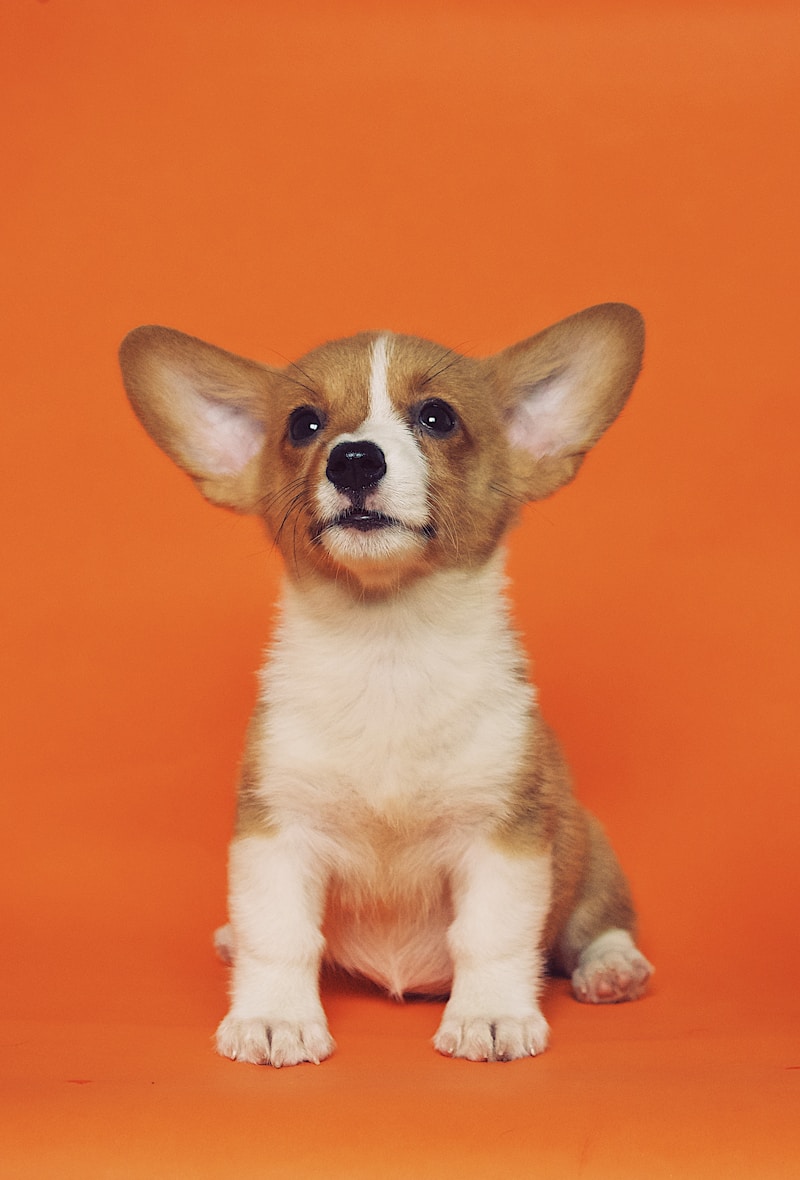 Cachorro olhando para a câmera com expressão curiosa