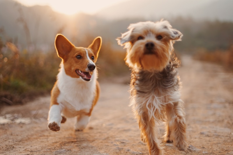 Dois cachorros brincando juntos ao ar livre