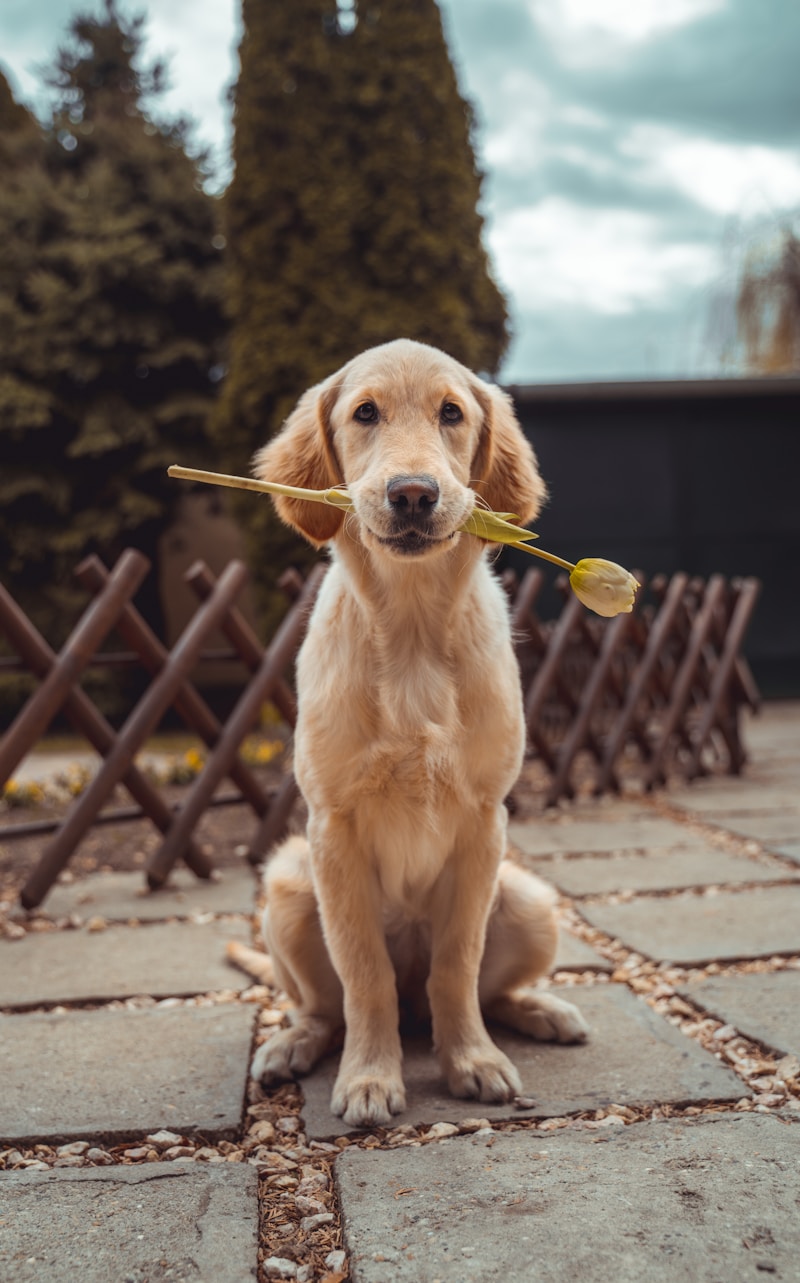 Retrato de cachorro com pelagem dourada