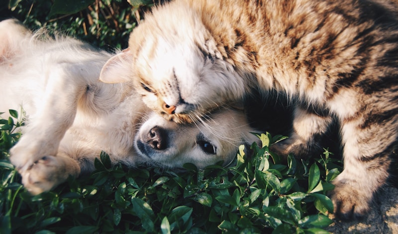 Cachorro e tutor em momento de carinho