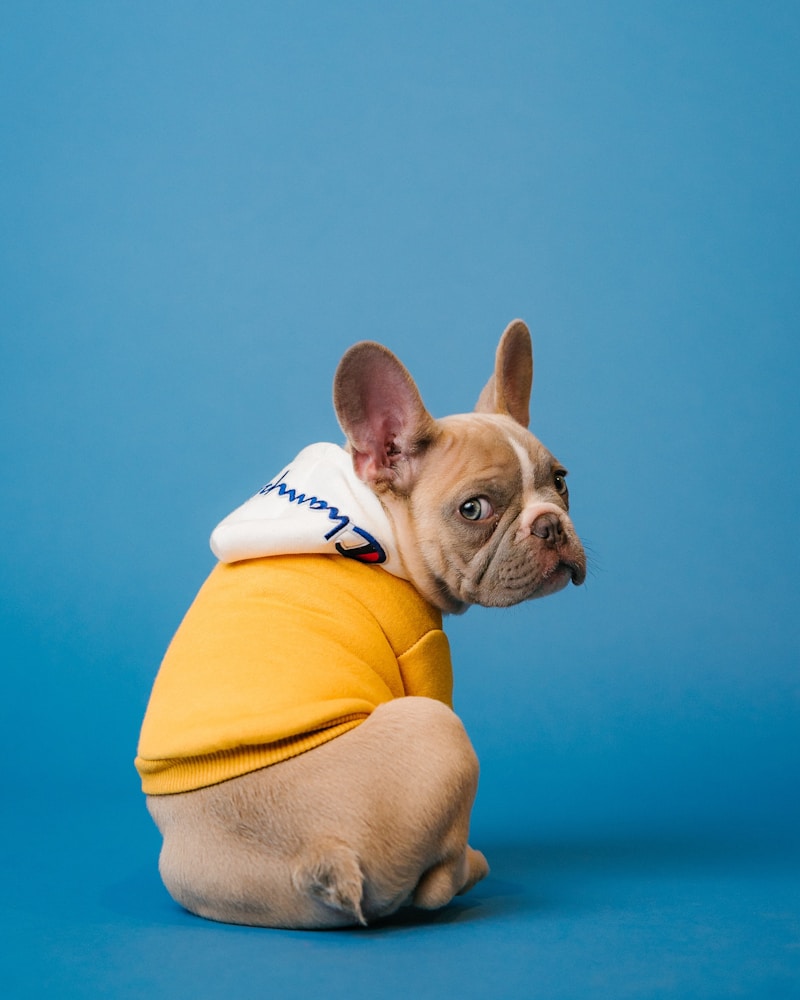 Bulldog francês em pose para foto