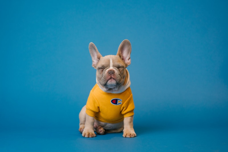 Cachorro em ambiente de estúdio com iluminação suave