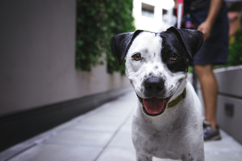Cachorro sentado em ambiente externo com luz natural