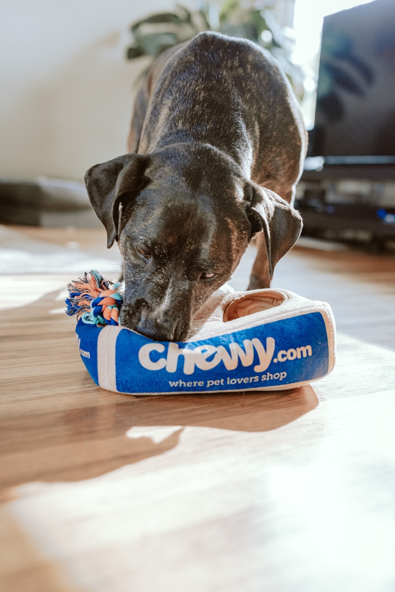 Cachorro recebendo carinho durante sessão fotográfica