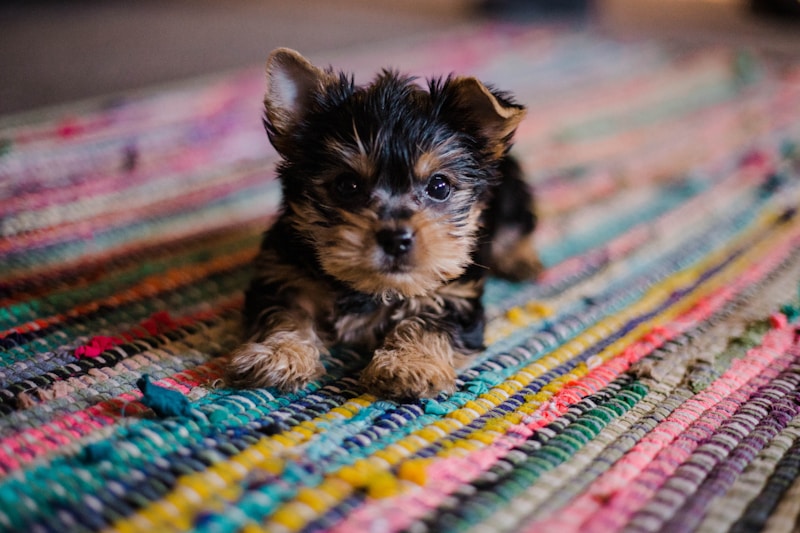 Cachorro deitado em pose relaxada para retrato